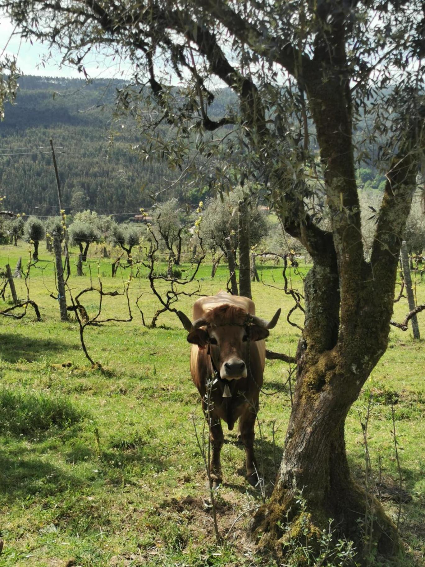 Vila Campo Βίλα Alcofra Εξωτερικό φωτογραφία